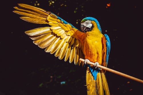 Detail Bird Hd Nomer 8