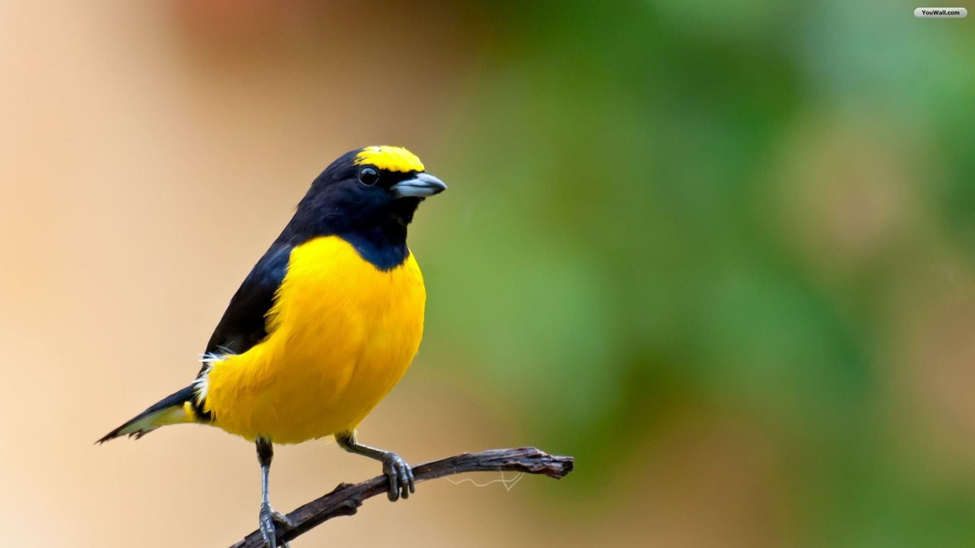 Detail Bird Hd Nomer 9