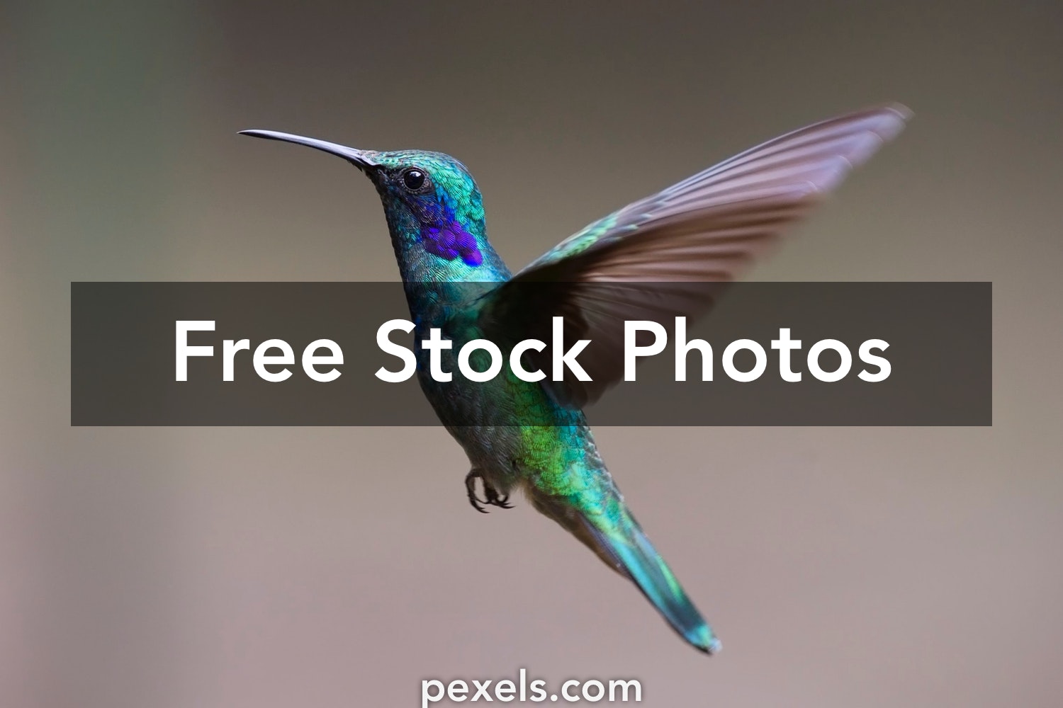 Detail Bird Images Free Nomer 36