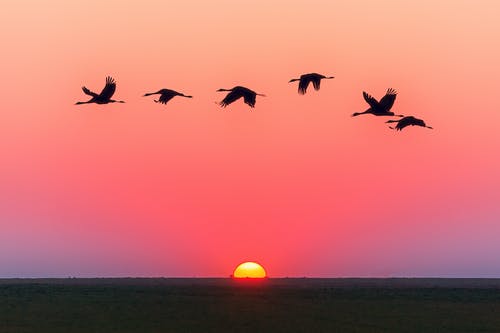 Detail Bird Images Free Nomer 9