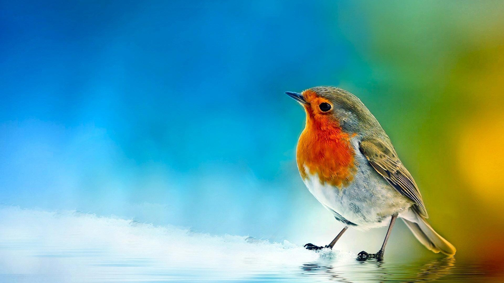 Detail Bird Images Hd Nomer 22