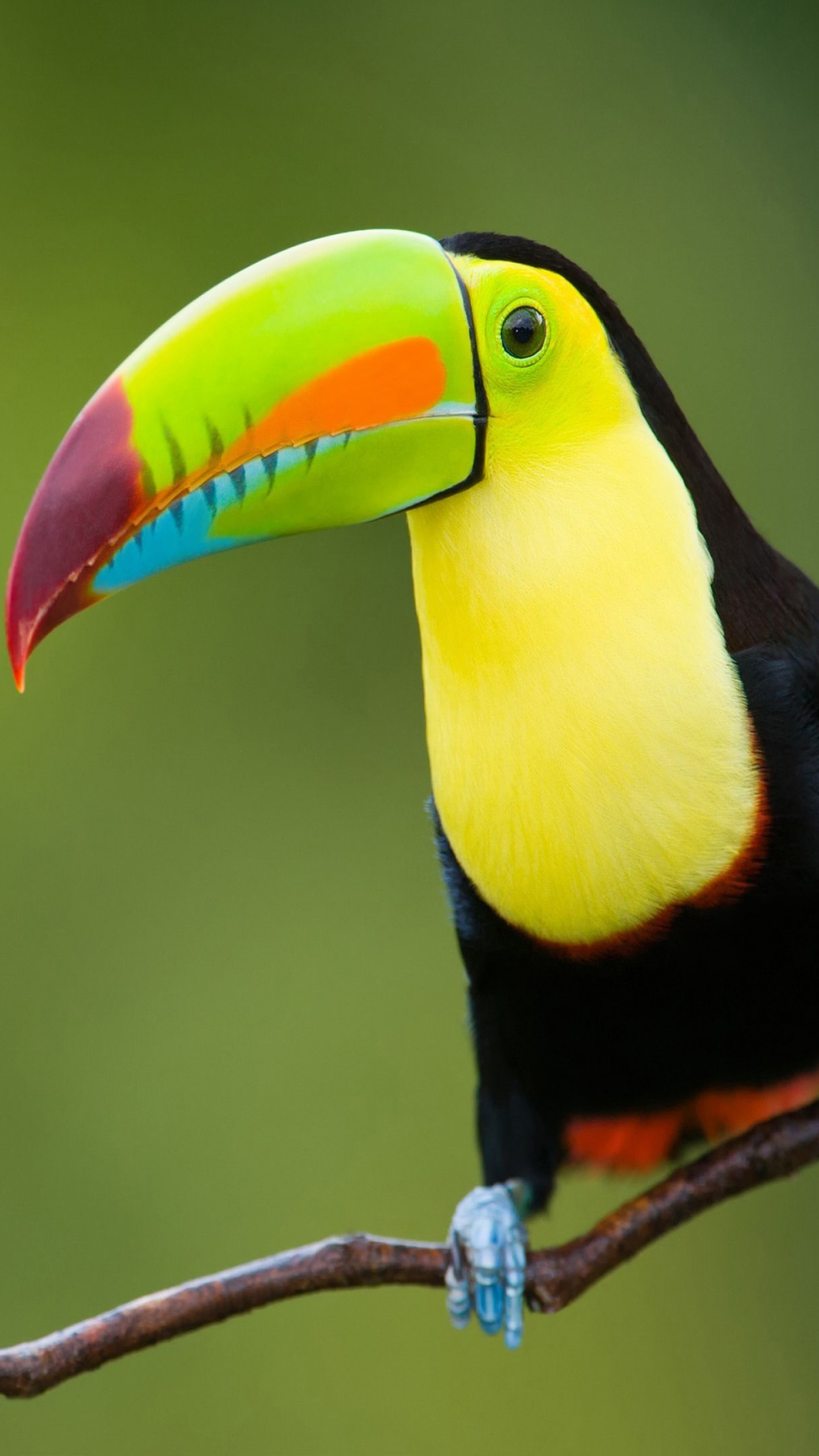 Detail Bird Images Hd Nomer 44