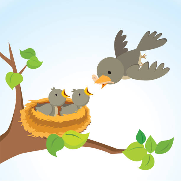 Bird In A Nest Clipart - KibrisPDR