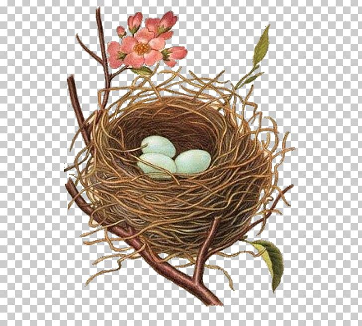 Detail Bird In A Nest Clipart Nomer 15