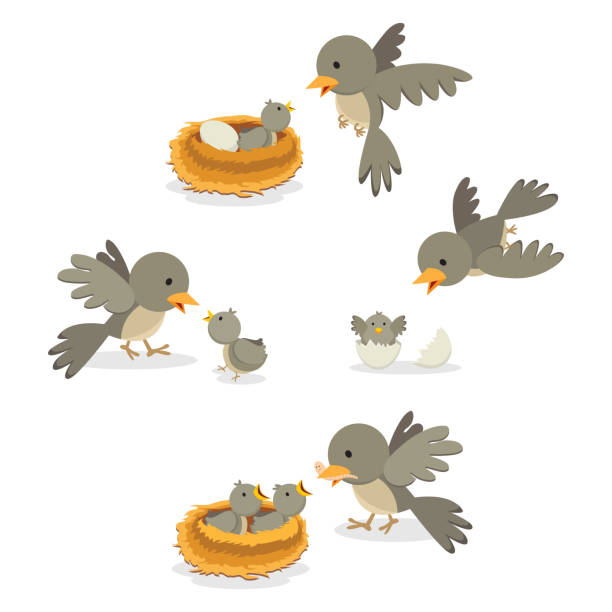 Detail Bird In A Nest Clipart Nomer 17