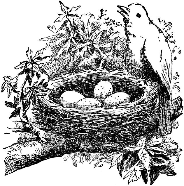 Detail Bird In A Nest Clipart Nomer 27