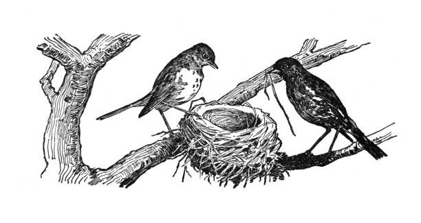 Detail Bird In A Nest Clipart Nomer 55