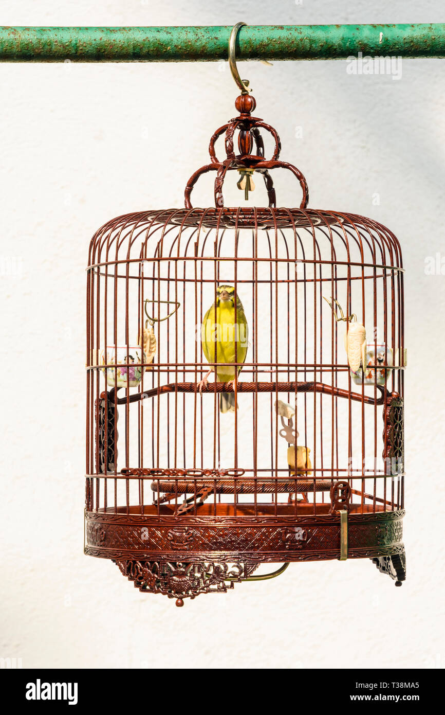 Detail Bird In Cage Images Nomer 19