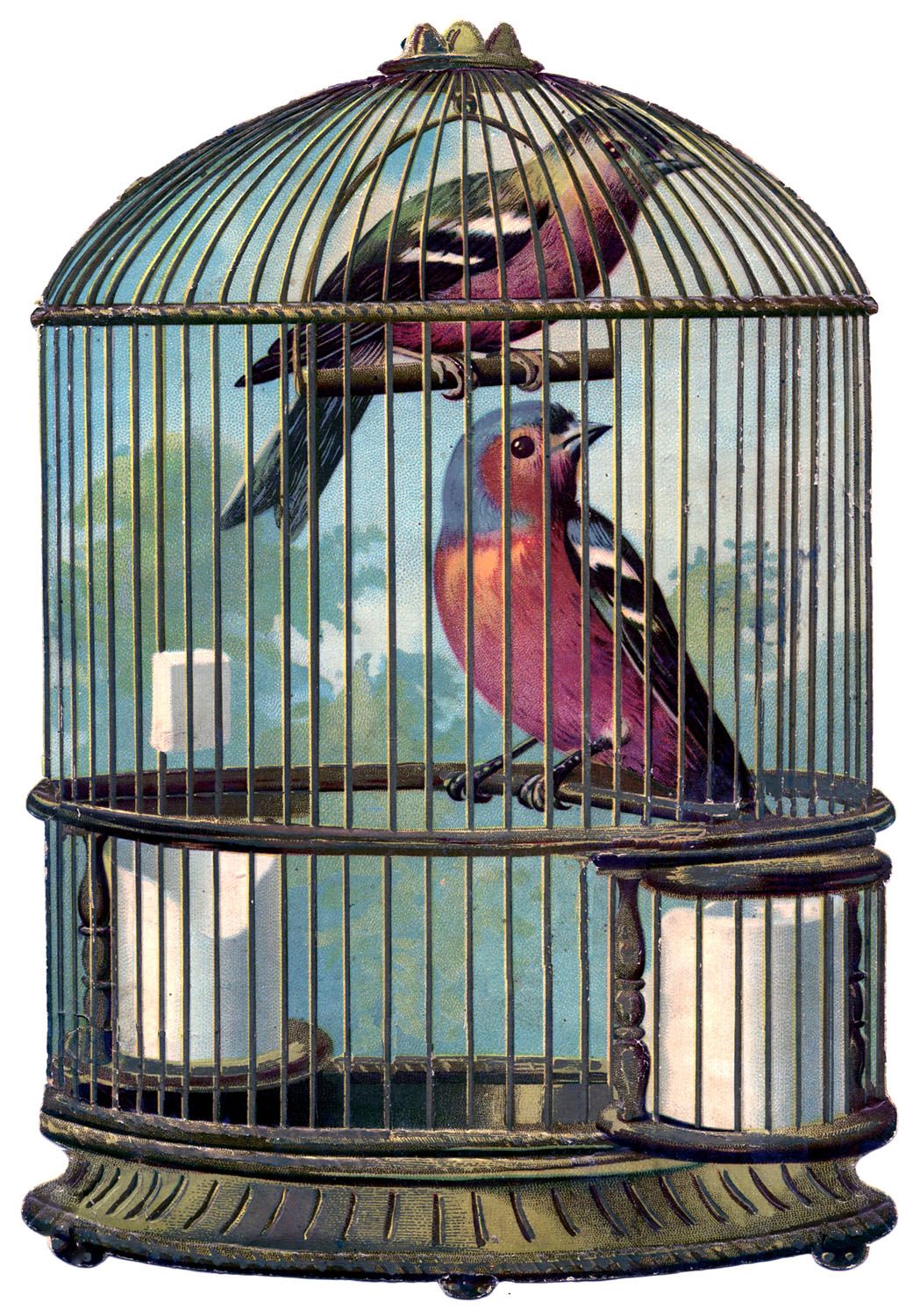 Detail Bird In Cage Images Nomer 4