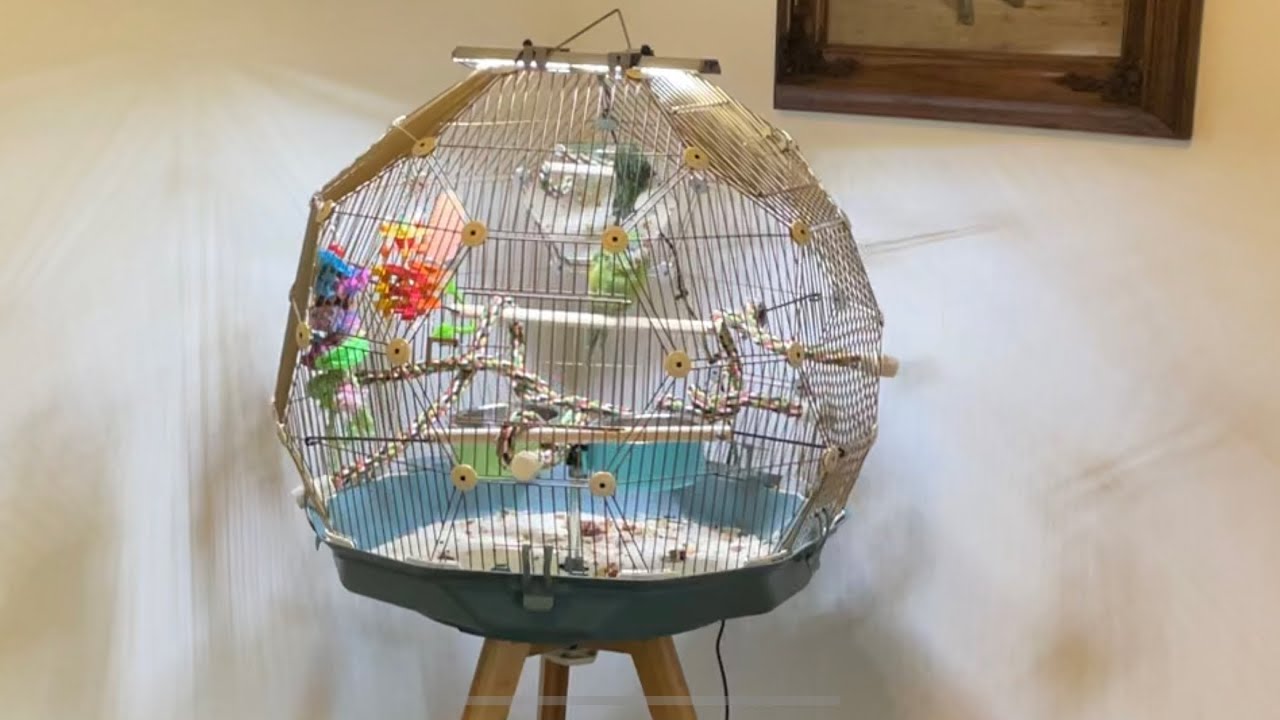 Detail Bird In Cage Images Nomer 43