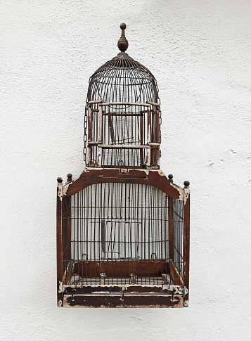 Detail Bird In Cage Images Nomer 46