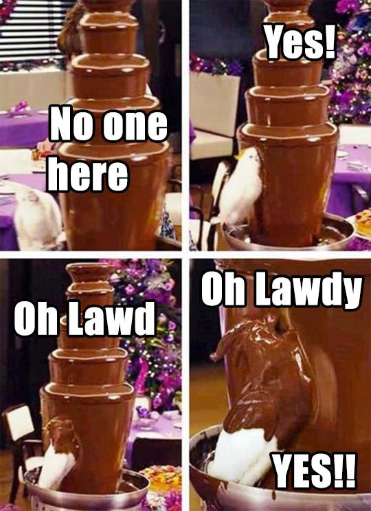 Detail Bird In Chocolate Fountain Meme Nomer 4