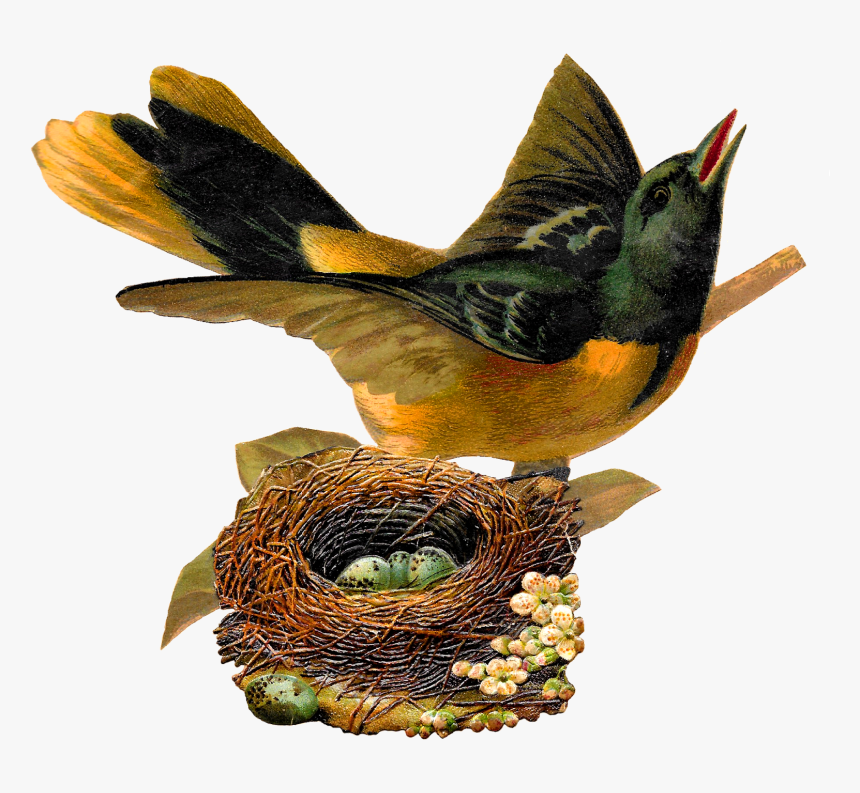 Detail Bird In Nest Clipart Nomer 40