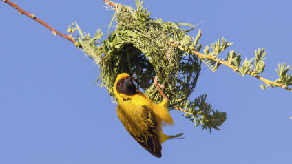 Detail Bird Known For Building Elaborate Nests Nomer 11