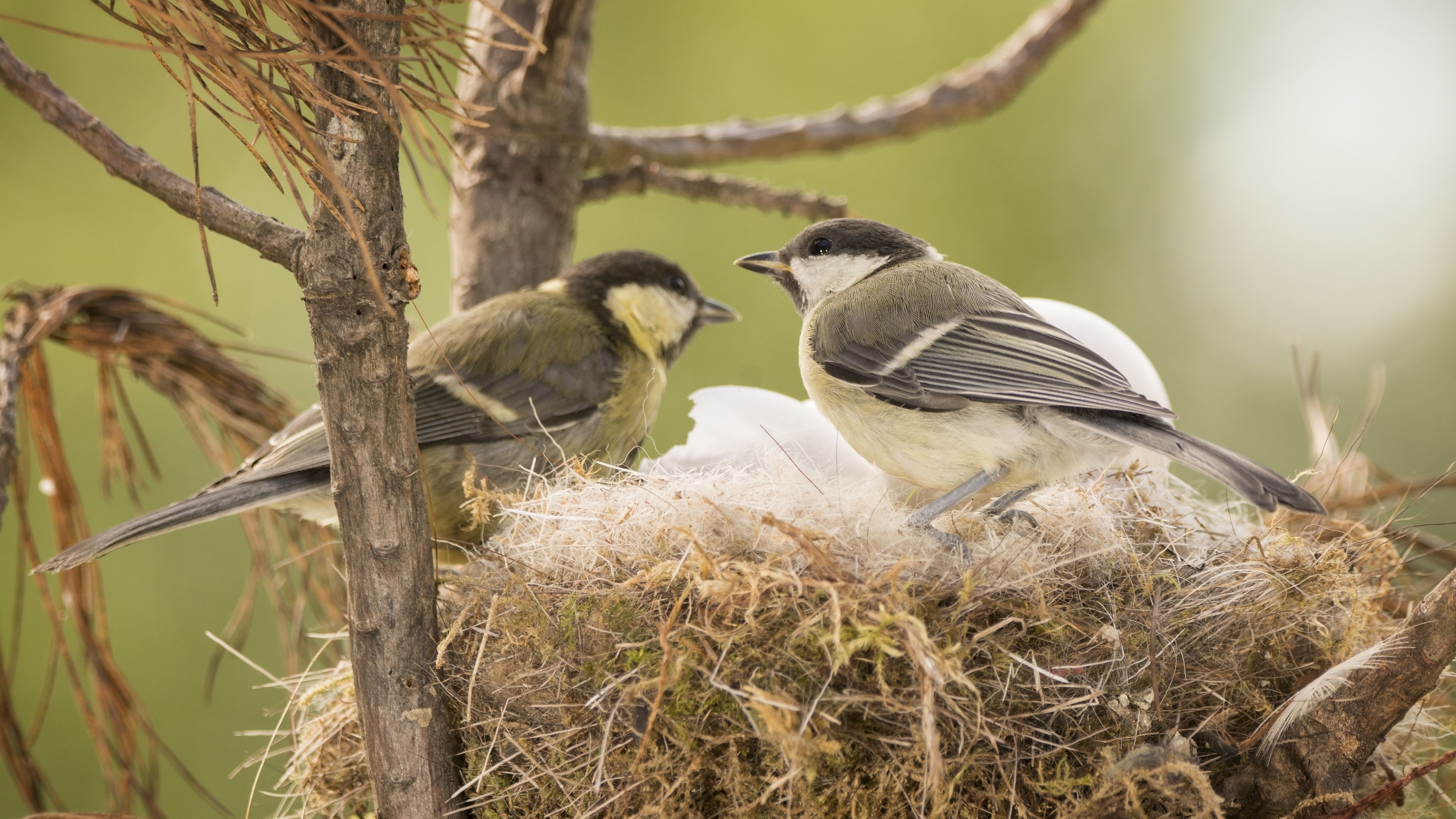 Detail Bird Known For Building Elaborate Nests Nomer 14