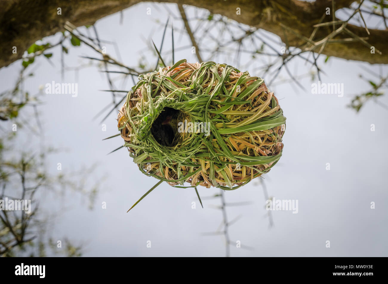 Detail Bird Known For Building Elaborate Nests Nomer 9