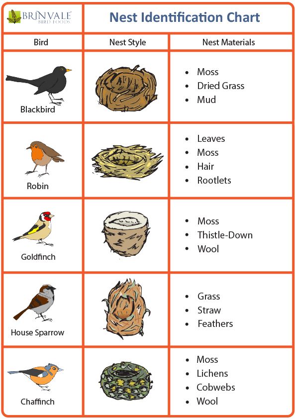 Bird Nest Types Image - KibrisPDR