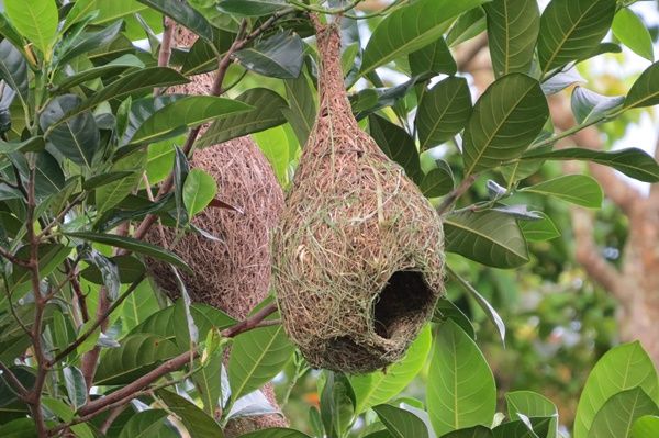 Detail Bird Nest Types Image Nomer 11