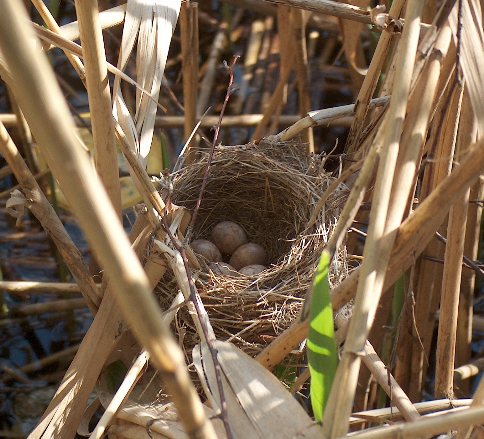 Detail Bird Nest Types Image Nomer 14