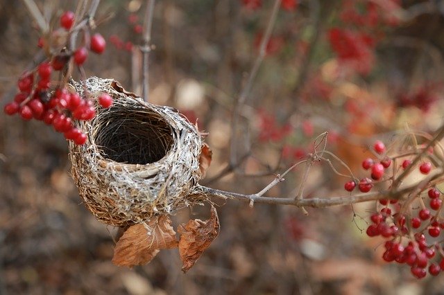 Detail Bird Nest Types Image Nomer 32