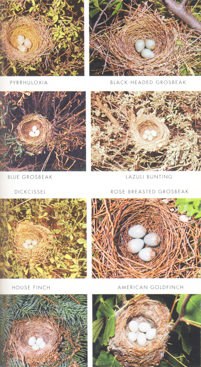 Detail Bird Nest Types Image Nomer 5