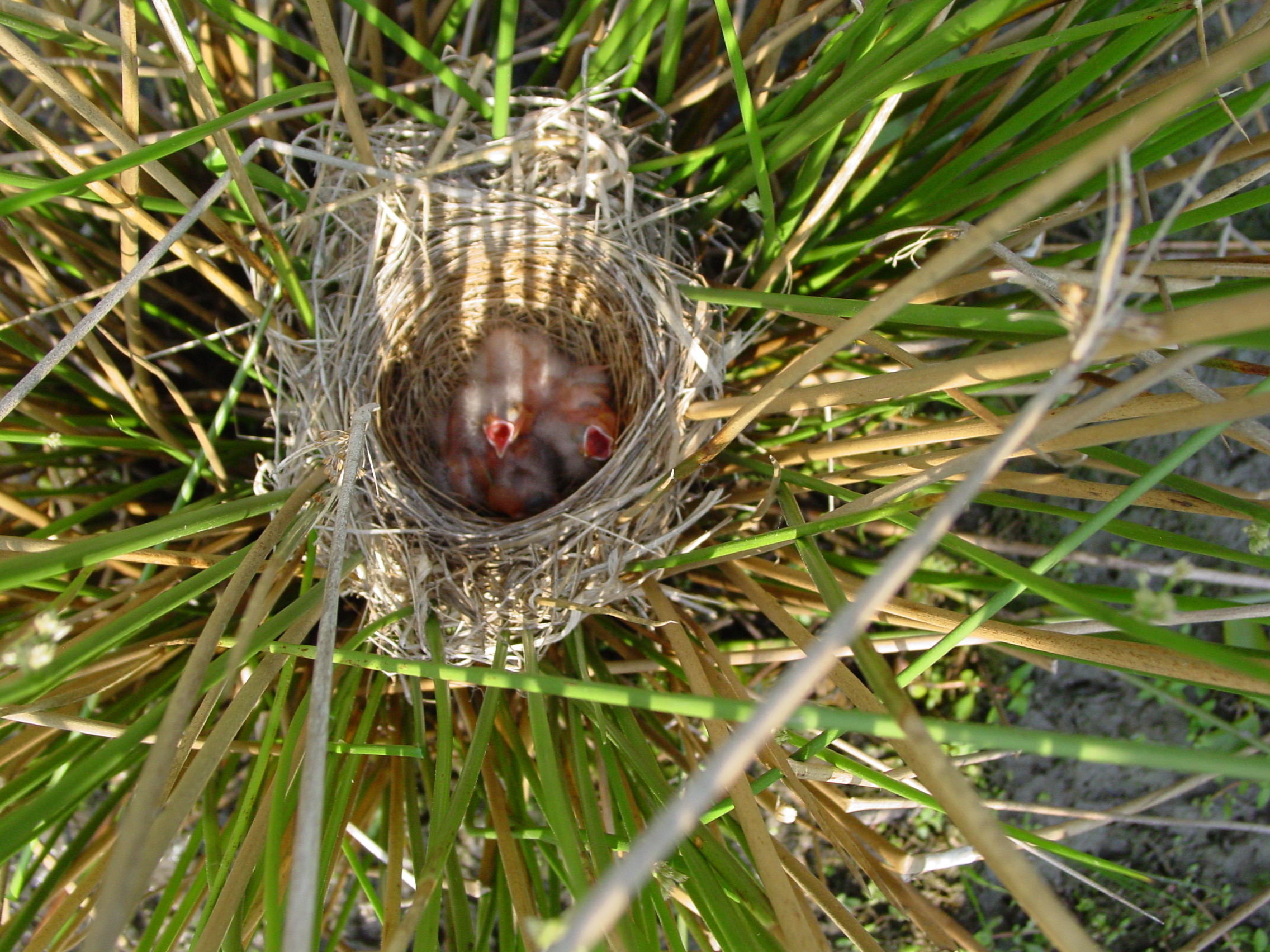 Detail Bird Nest Types Image Nomer 38