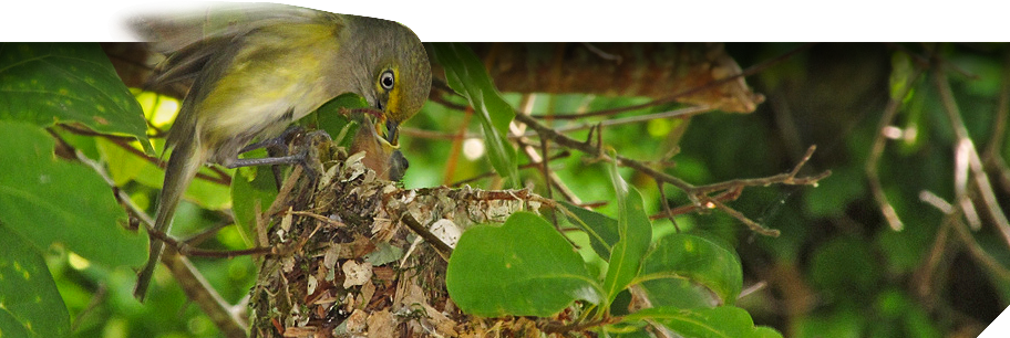 Detail Bird Nest Types Image Nomer 50