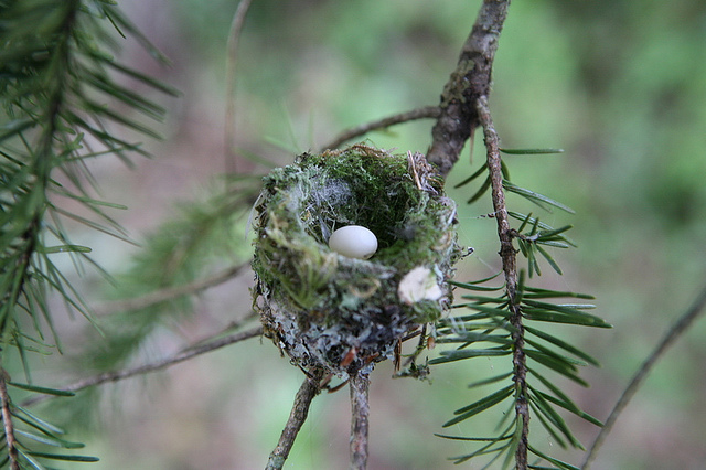 Detail Bird Nest Types Image Nomer 52