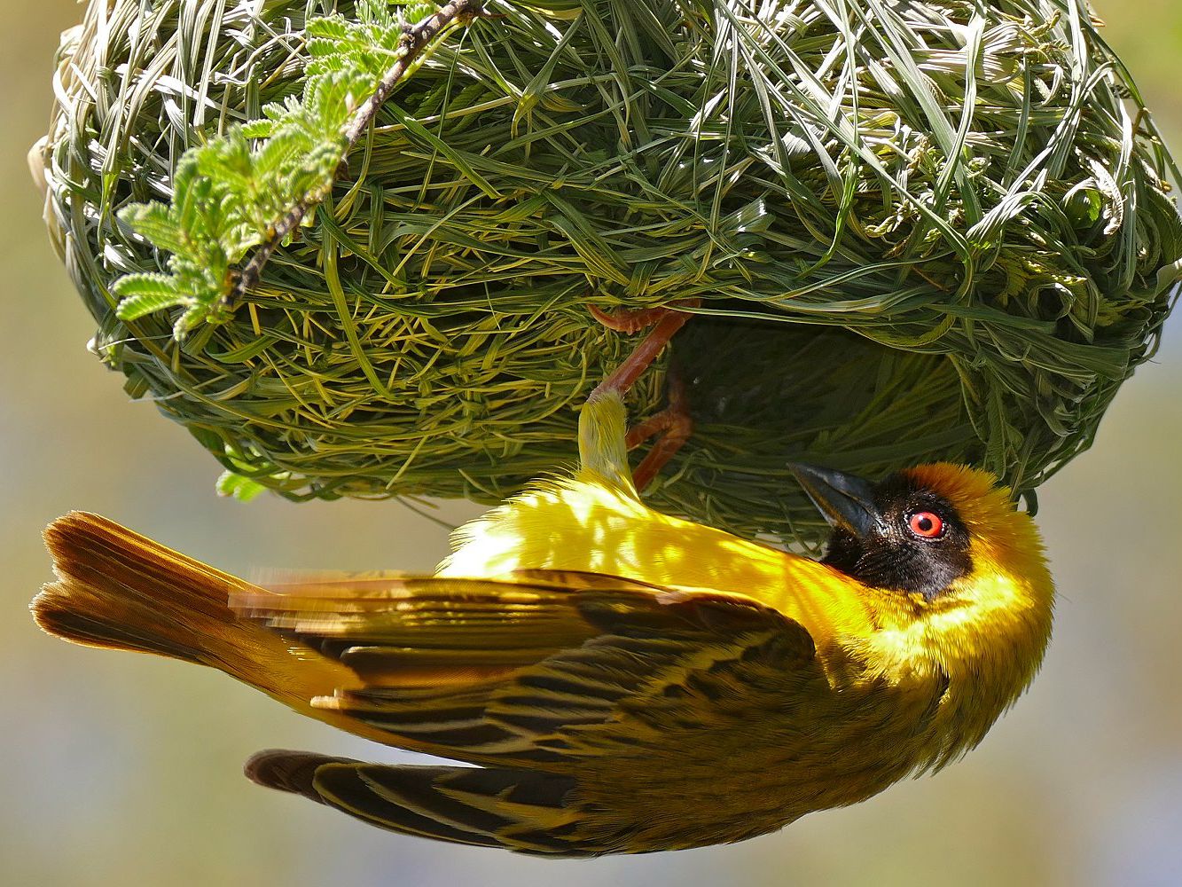 Detail Bird Nest Types Image Nomer 9