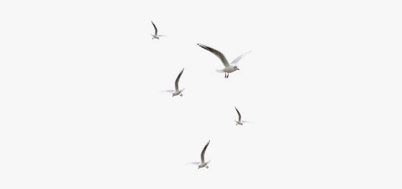 Detail Bird Photoshop Nomer 14