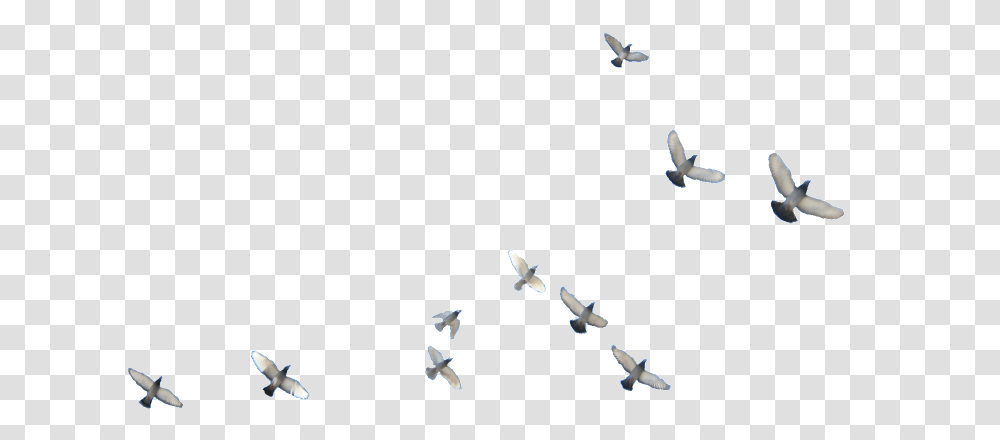 Detail Bird Photoshop Nomer 26