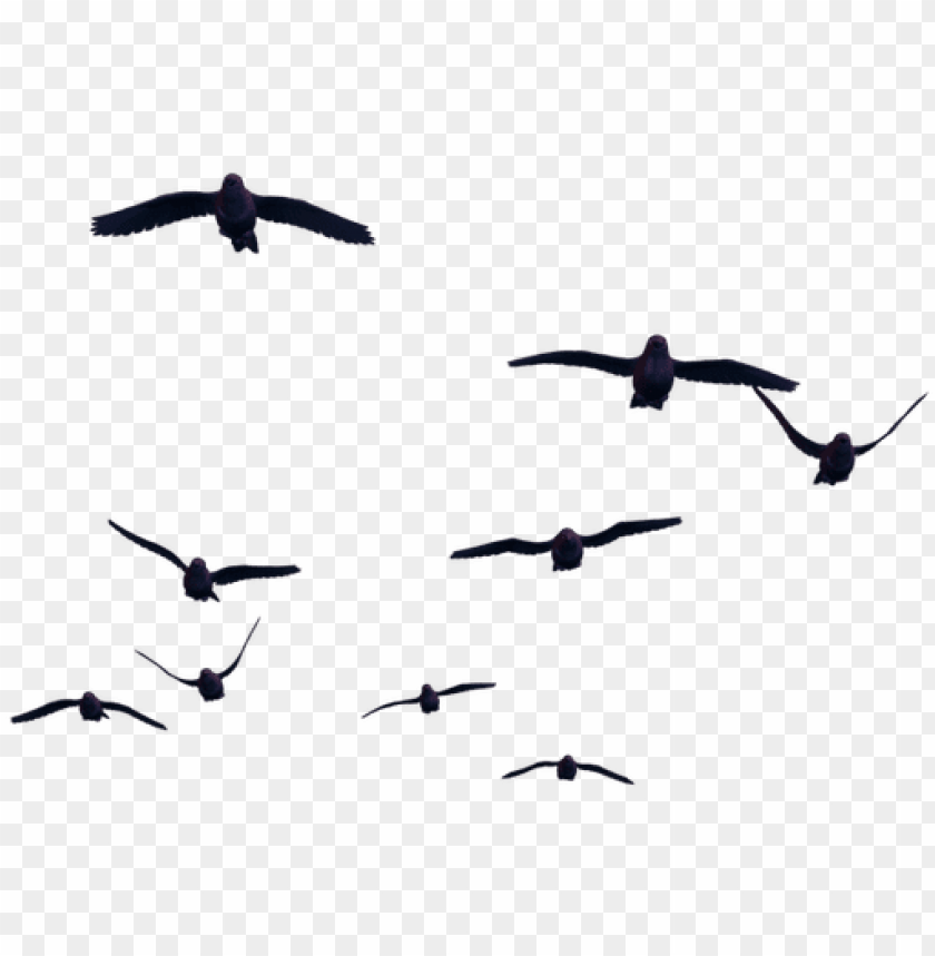 Detail Bird Photoshop Nomer 4