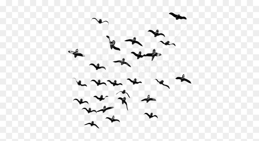 Detail Bird Photoshop Nomer 33