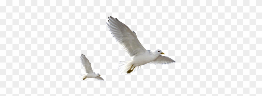 Detail Bird Photoshop Nomer 37