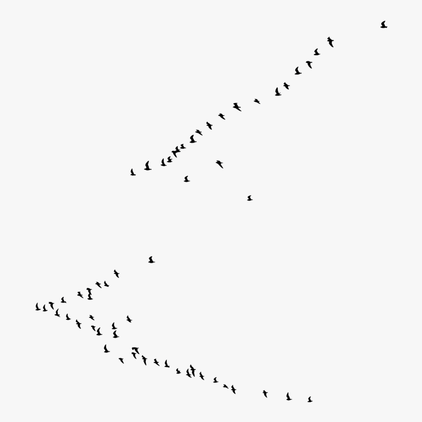 Detail Bird Photoshop Nomer 44
