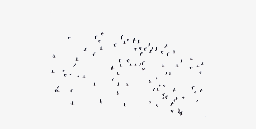 Detail Bird Photoshop Nomer 8