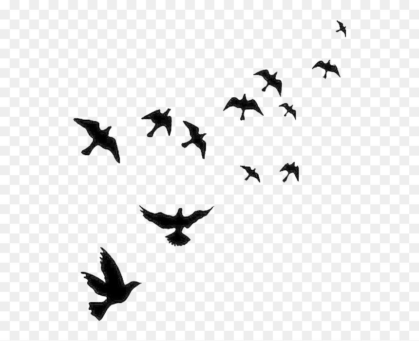 Detail Bird Png Image Nomer 12