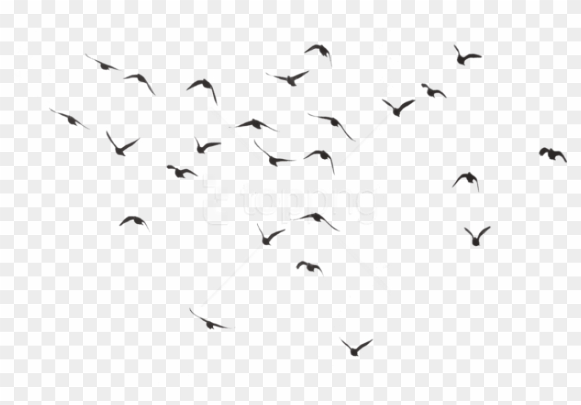 Detail Bird Png Image Nomer 13