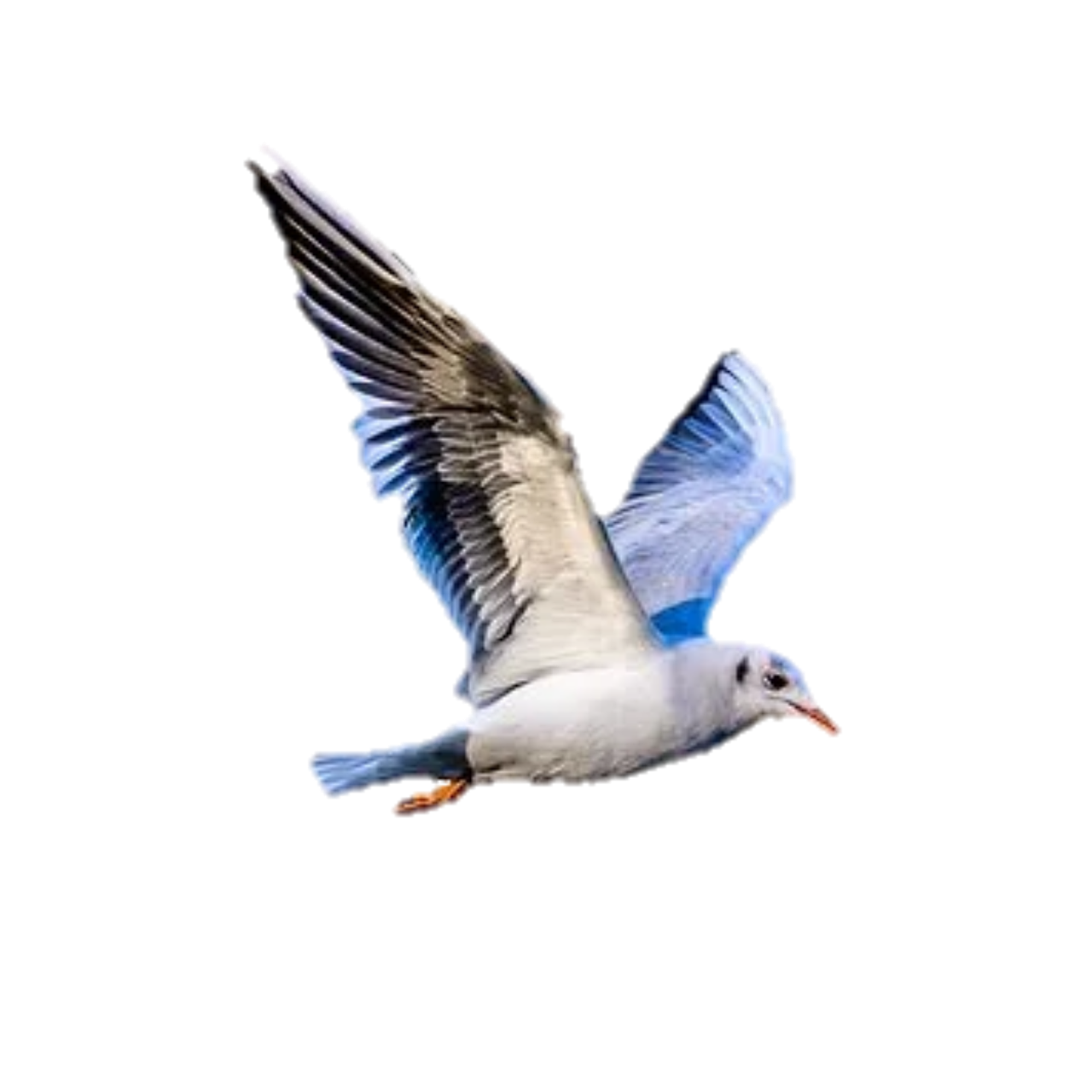 Detail Bird Png Image Nomer 14