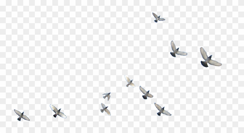 Detail Bird Png Image Nomer 17