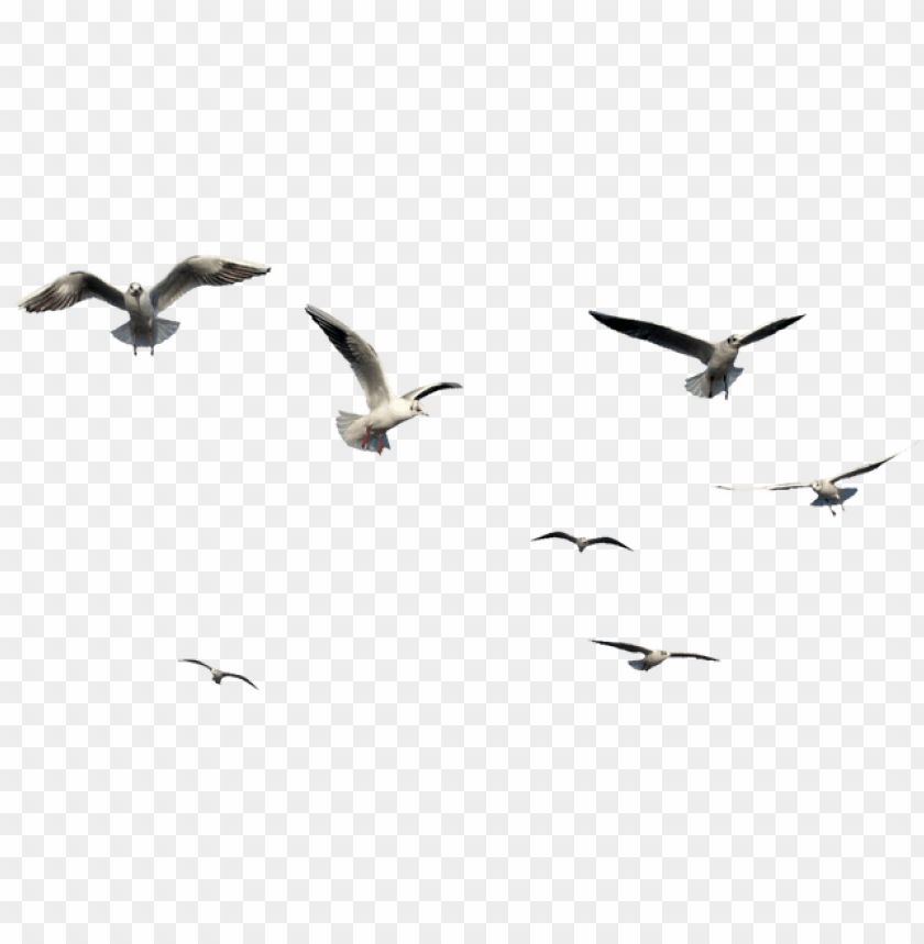 Detail Bird Png Image Nomer 3