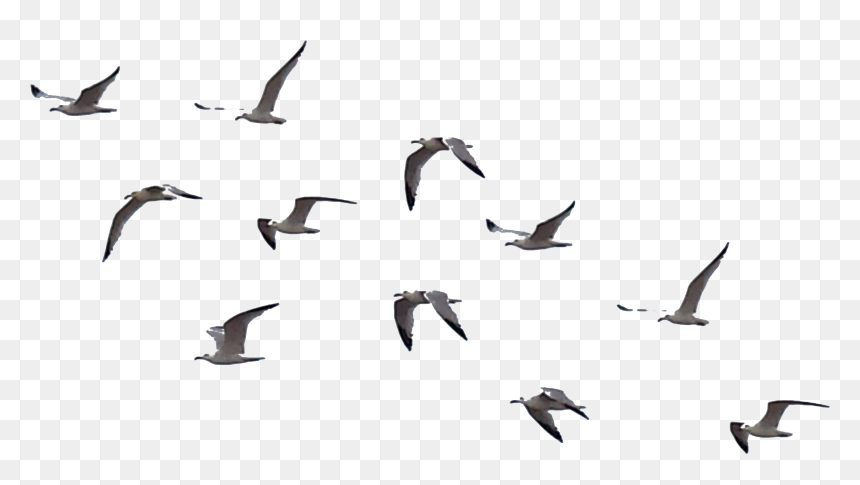 Detail Bird Png Image Nomer 21