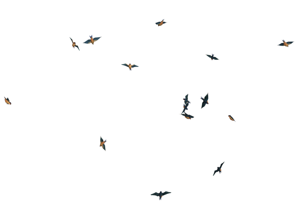 Detail Bird Png Image Nomer 24
