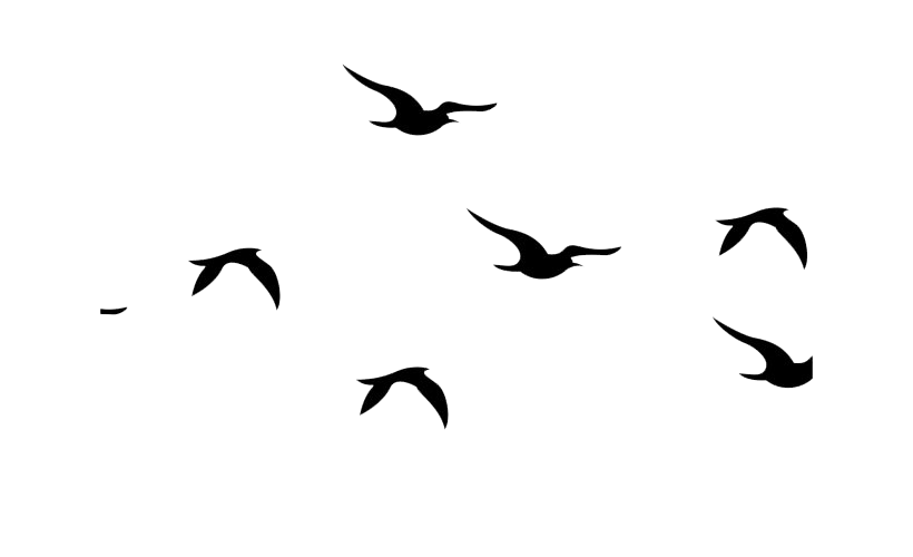 Detail Bird Png Image Nomer 26