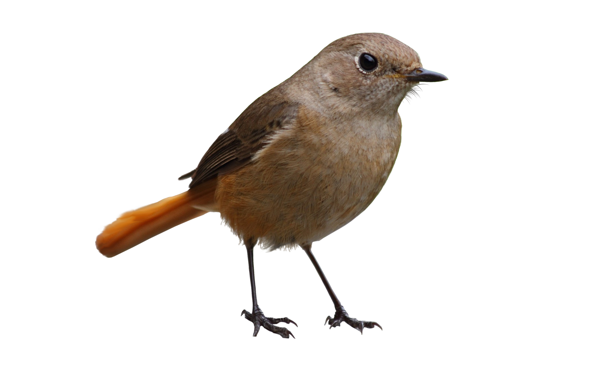 Detail Bird Png Image Nomer 28