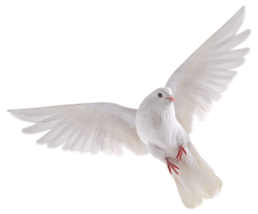 Detail Bird Png Image Nomer 4