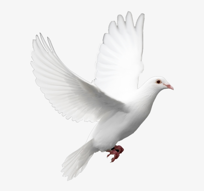 Detail Bird Png Image Nomer 30