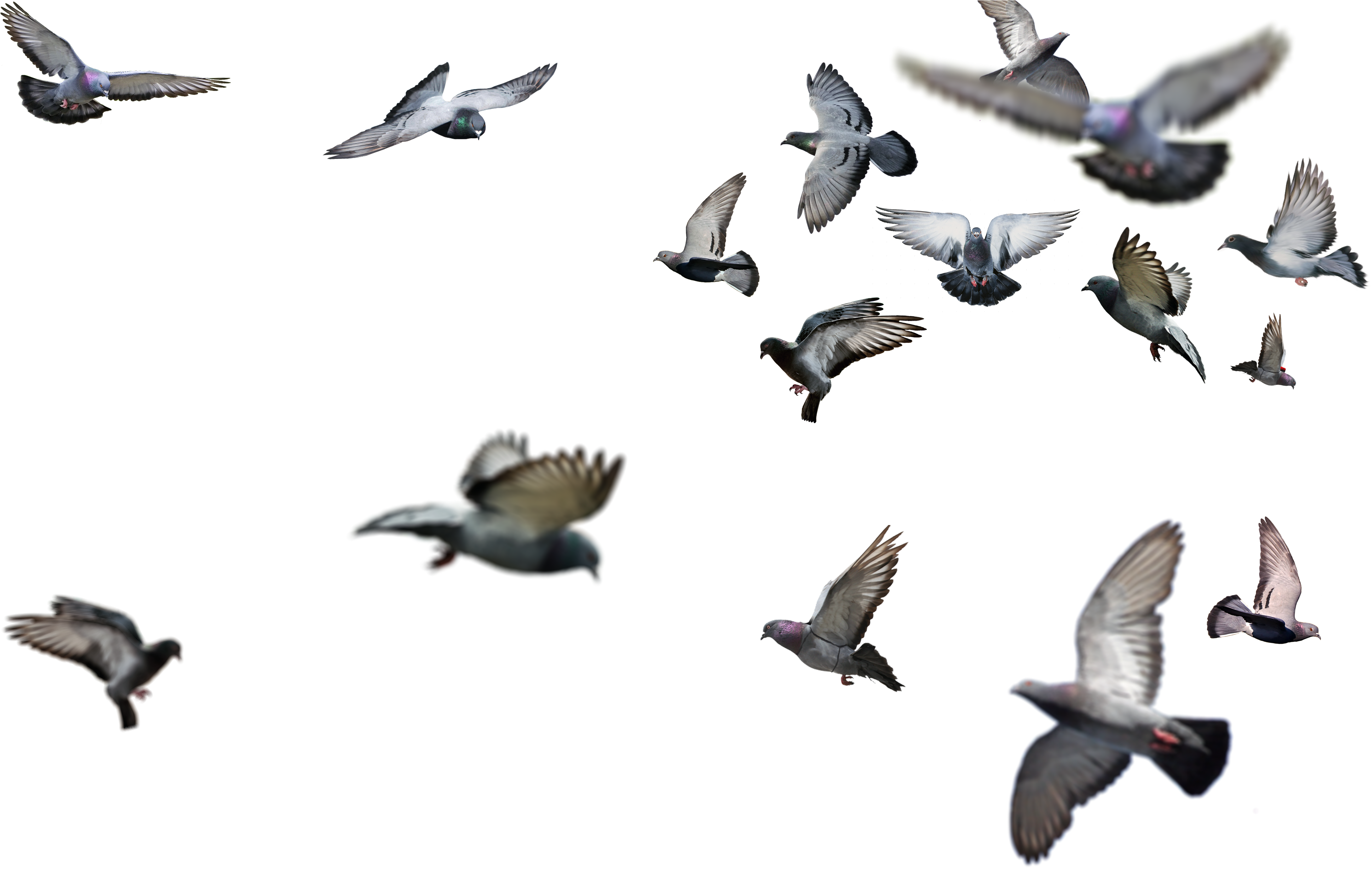 Detail Bird Png Image Nomer 31