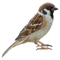 Detail Bird Png Image Nomer 36