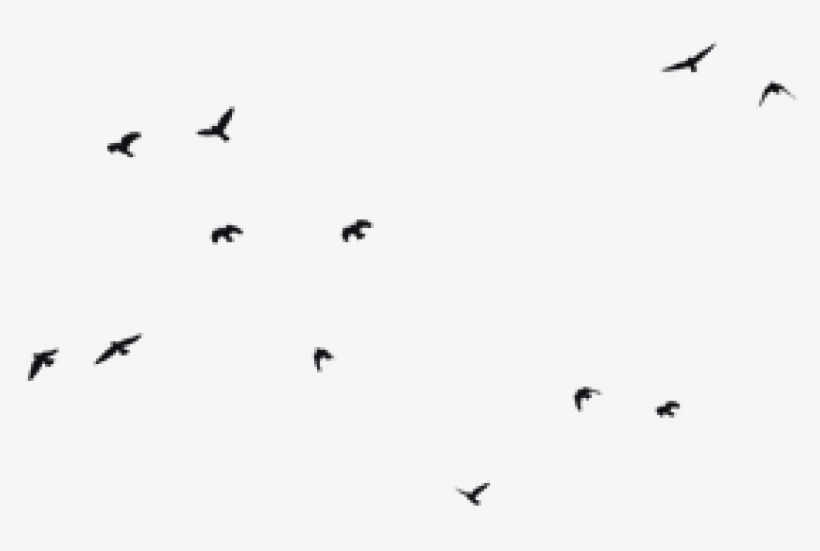 Detail Bird Png Image Nomer 39